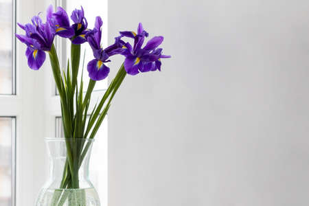 Bouquet of purple irises in a clear glass vase near the window on a background of a gray wall in a modern bright kitchen with copy spaceの写真素材