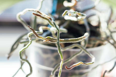 The overgrown root system of a home orchid phalaenopsis in a clear plastic flower pot. Selective focus. Closeup viewの写真素材
