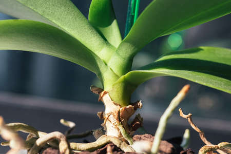 Stem, leaves, roots of a home orchid phalaenopsis in a flower pot with pine bark. Selective focus. Closeup viewの写真素材