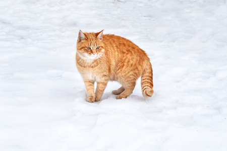 Ginger tabby cat standing on the snowの写真素材