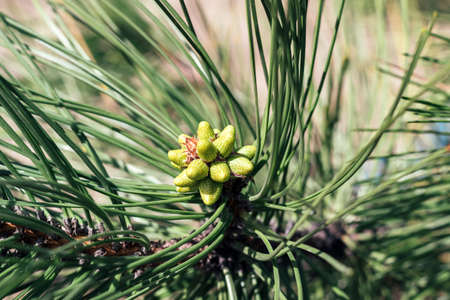 Beautiful green pine tree branch with buds among green needles on a sunny day. Macro of a coniferous evergreen tree. Blurred background. Selective focus. Closeup viewの写真素材