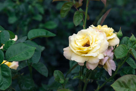 Beautiful, delicate white yellow rose flower against a blurred background of dark green leaves in the garden with copy spaceの写真素材
