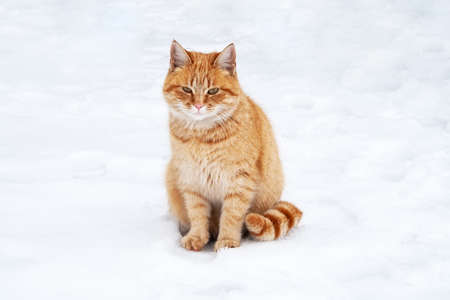 Ginger tabby cat sitting on the snowの写真素材