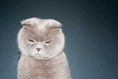 Closeup view of a Scottish fold cat with squinted orange eyes and a pink nose on a dark blue background with copy spaceの写真素材