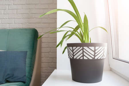 A green plant in a black and white flower pot stands on a sunny white windowsill in a modern living room. The room has a wall of white decorative bricks, a green soft sofa and a gray pillow on itの写真素材