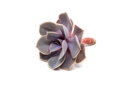 Closeup view on cut Echeveria lilacina isolated on white background with shadow. Ghost Echeveria is a species of succulent plants belonging to the family Crassulaceaeの写真素材