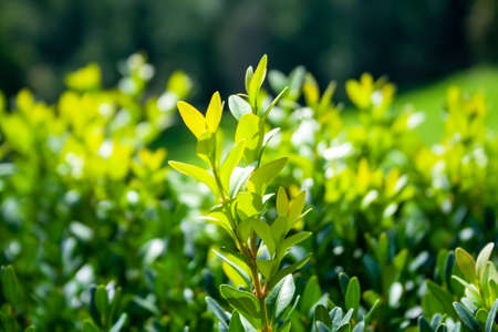 Grown tender twigs of a green bush in the sunlight against a blurred background. Selective focus. Closeup viewの写真素材