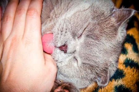 Gray cat with eyes closed licks handの写真素材