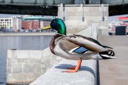 A duck stands on a city stone fence by the riverの写真素材