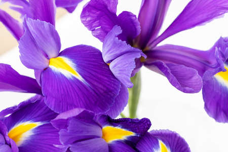 Bouquet of beautiful purple irises closeup against a blurred background. Delicate spring flowers as a gift for Women's Day or Mother's Day. Selective focusの写真素材