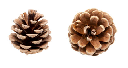 Set of two dry brown pine cones isolated on white backgroundの写真素材