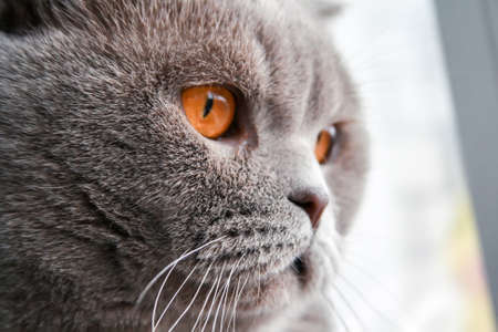 Gray Scottish Fold cat with orange eyes looks awayの写真素材