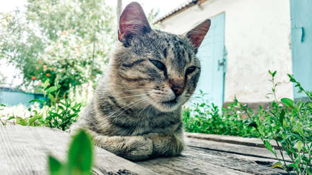 Happy cat lies on wooden planks among the greenの写真素材