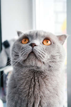 Gray Scottish Fold cat with orange eyes looking upwardsの写真素材