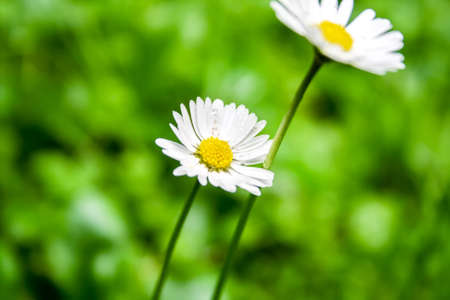 Two chamomiles on a green backgroundの写真素材