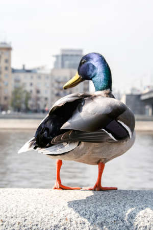 A duck stands on a city stone fence by the riverの写真素材
