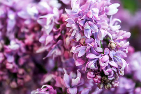 Blooming lilac close upの写真素材