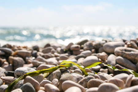 Sea pebbles with dried green seaweed against a blurred shiny seaの写真素材