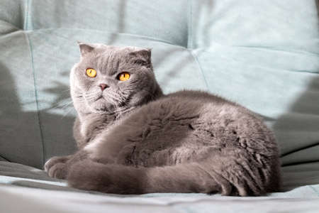 Gray scottish fold cat with orange eyes on a soft green sofa, which receives sunlight from the...