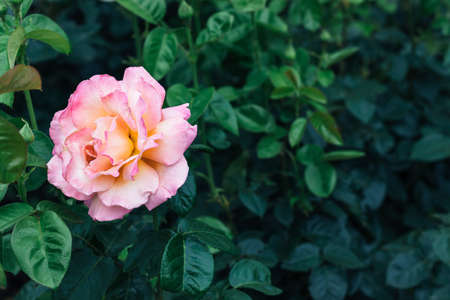 Beautiful, delicate pink rose flower against a blurred background of dark green leaves in the garden with copy spaceの写真素材