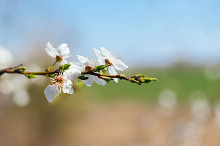 Cherry branch with white flowers and blooming leaves against a blurred background. Flowering berry tree on a sunny spring day. Selective focus. Closeup viewの写真素材