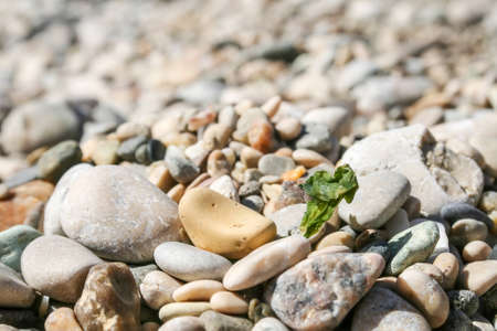 Sea pebbles with dried green seaweed against a blurred backgroundの写真素材