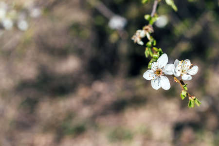 Cherry branch with white flower and blooming leaves against a blurred background. Flowering berry...