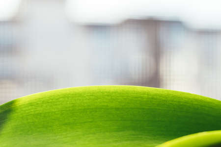 Green leaf of phalaenopsis orchid closeup against a blurred background. Selective focus
