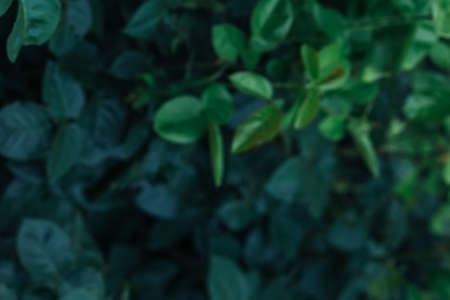 Defocused dark green rose leaves in the garden. Blurred nature background textureの写真素材