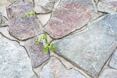 A wall of large rough uneven granite stones with cement grout between them with a branch of a plant...