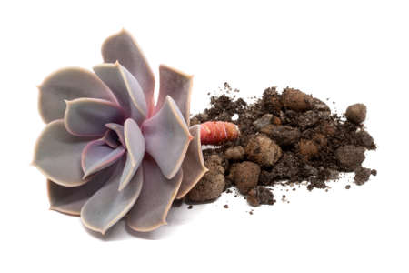 Closeup view on cut Echeveria lilacina lying with soil with inclusions of drainage particles isolated on white background. Highly porous substrate for cacti and succulents with Ghost Echeveriaの写真素材