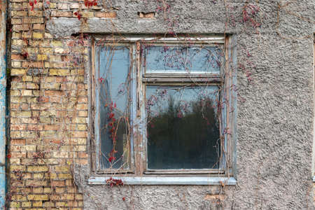 Old dirty window in a wooden frame, overgrown with a plant with black berries and red leaves, in a...