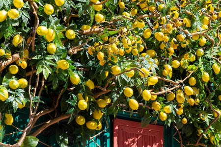 A lush artificial tree with lemons as a decoration above the entrance to a store or cafeの写真素材