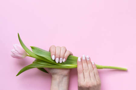 Female hands with beautiful manicure - white ivory oval nails with tulip flower on pink paper...