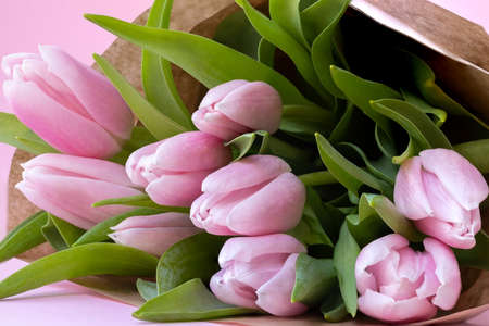 Beautiful delicate bouquet of tulip flowers in craft wrapping paper on pink backgroundの写真素材