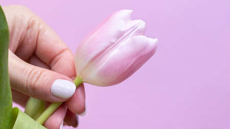 Female hand with beautiful manicure - white ivory nails with tulip flower on pink background, banner with copy space. Selective focusの写真素材