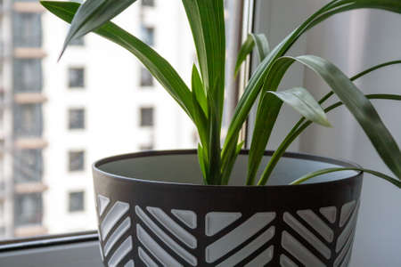 A large black and white pot with a green plant stands on a white windowsill by the window. Closeup...
