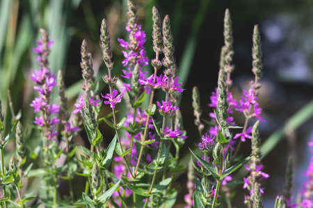 Lavender bushes, flowers in summer closeup, selective focus, aromatherapy