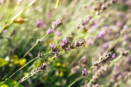 Lavender bushes background, flowers in summer closeup, selective focus, aromatherapyの写真素材