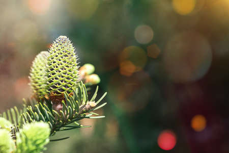Beautiful green spruce tree branch with young cones. Coniferous evergreen tree with blurred lights bokeh. Holiday card closeup with copy spaceの写真素材