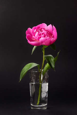 Pink peony in glass vase on black background. Floral card designの写真素材