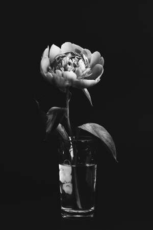 Peony in glass vase on black background. Black and white photo. Floral card, poster design. Selective focusの写真素材