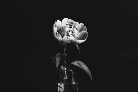 Peony in glass vase on black background. Black and white photo. Floral card, poster design