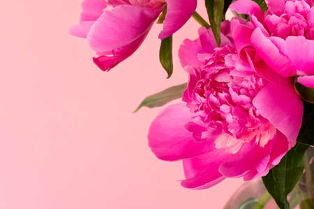 Bouquet of pink peonies on pink background with copy space. Floral card design. Selective focusの写真素材
