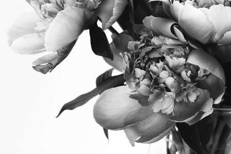 Beautiful lush bouquet of peonies. Black and white photo. Floral card, poster design. Selective focusの写真素材
