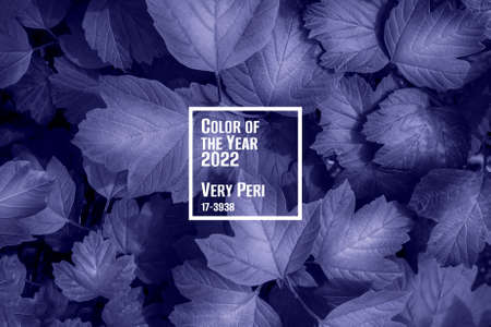 Trendy very peri color concept of the year 2022, violet blue leaves background textureの写真素材