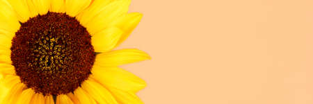 Beautiful yellow sunflower, banner with copy space. Wide panoramic headerの写真素材