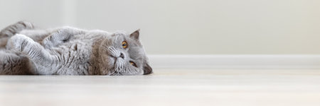 Relaxed gray Scottish Fold cat lying on wooden floor banner with copy space. Panoramic web header. Wide screen wallpaper.の写真素材
