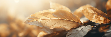 Illuminated golden leaves against warm bokeh background banner. Panoramic web header. Wide screen wallpaper.の素材