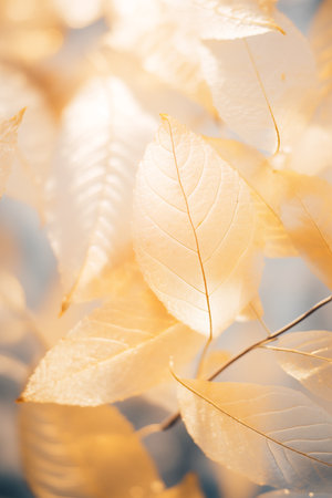 Golden glow leaves with autumn light background.の素材